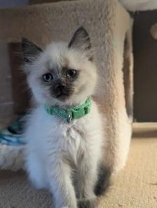 ❤️super sweet Ragdoll Kittens