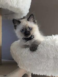 ❤️super sweet Ragdoll Kittens - Photo 2