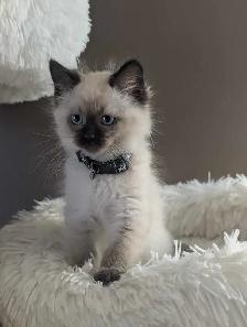 ❤️super sweet Ragdoll Kittens - Photo 3
