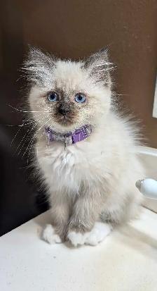❤️super sweet Ragdoll Kittens - Photo 4