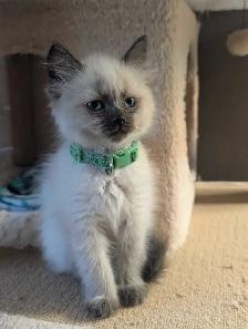❤️super sweet Ragdoll Kittens - Photo 5
