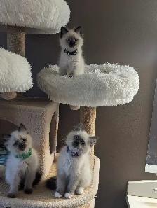 ❤️super sweet Ragdoll Kittens - Photo 6
