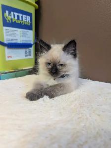 ❤️super sweet Ragdoll Kittens - Photo 7
