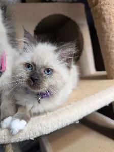 ❤️super sweet Ragdoll Kittens - Photo 8