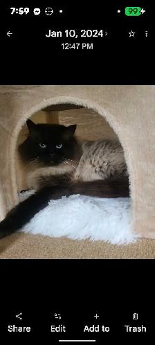 ❤️super sweet Ragdoll Kittens - Photo 10