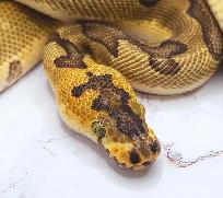 python royal enchi clown