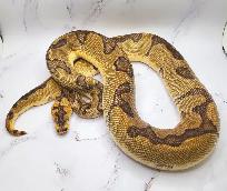 python royal enchi clown - Photo 2