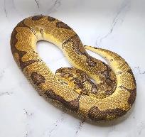 python royal enchi clown - Photo 3