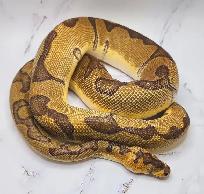 python royal enchi clown - Photo 4