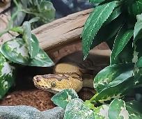 python royal enchi clown - Photo 5