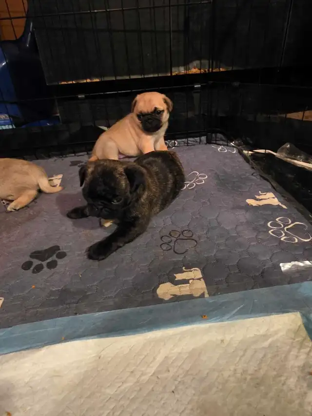 Baby pugs