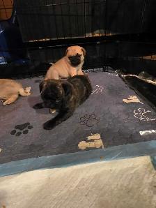 Baby pugs