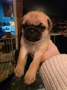 Baby pugs - Photo 3
