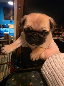 Baby pugs - Photo 4