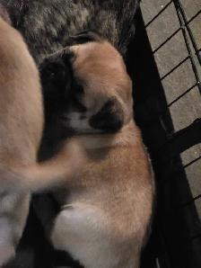 Baby pugs - Photo 5
