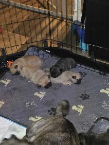 Baby pugs - Photo 6