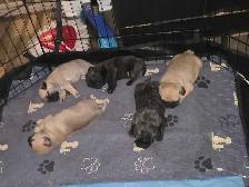 Baby pugs - Photo 7