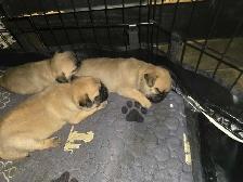 Baby pugs - Photo 8