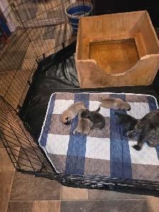 Baby pugs - Photo 9