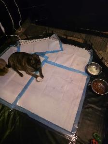 Baby pugs - Photo 10