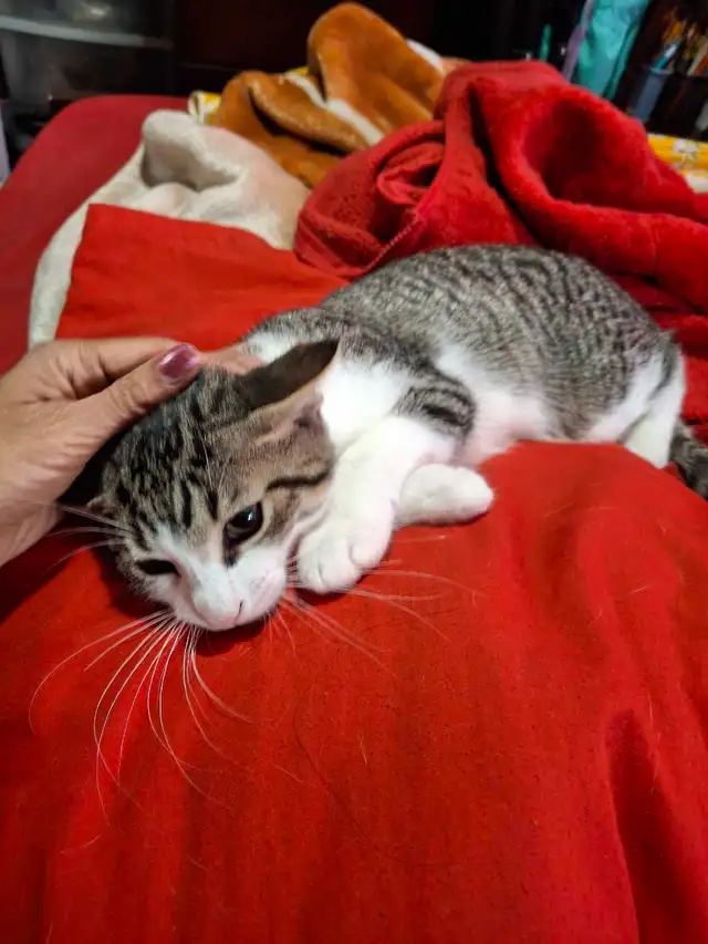 BABY KITTYS EXTREMELY FRIENDLY VERY PRETTY