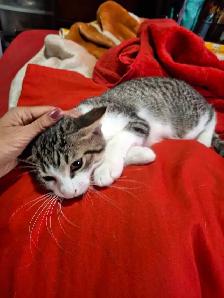 BABY KITTYS EXTREMELY FRIENDLY VERY PRETTY