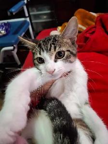 BABY KITTYS EXTREMELY FRIENDLY VERY PRETTY - Photo 2
