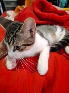 BABY KITTYS EXTREMELY FRIENDLY VERY PRETTY - Photo 3