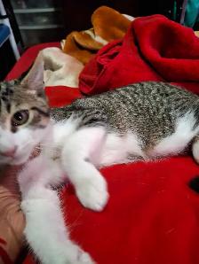 BABY KITTYS EXTREMELY FRIENDLY VERY PRETTY - Photo 4