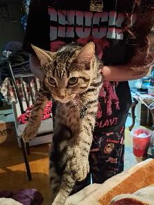 BABY KITTYS EXTREMELY FRIENDLY VERY PRETTY - Photo 5