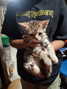 BABY KITTYS EXTREMELY FRIENDLY VERY PRETTY - Photo 6