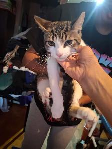 BABY KITTYS EXTREMELY FRIENDLY VERY PRETTY - Photo 7