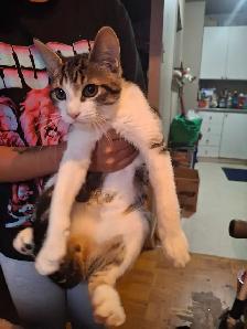 BABY KITTYS EXTREMELY FRIENDLY VERY PRETTY - Photo 8