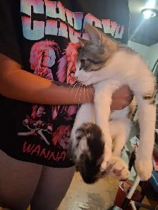 BABY KITTYS EXTREMELY FRIENDLY VERY PRETTY - Photo 9