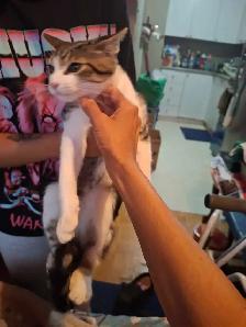 BABY KITTYS EXTREMELY FRIENDLY VERY PRETTY - Photo 10