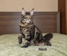 Maine Coon Kittens - Photo 3