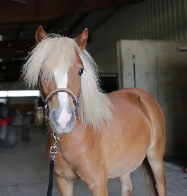 2024 mini pony mare