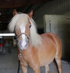 2024 mini pony mare