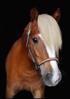 2024 mini pony mare - Photo 2