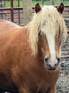 2024 mini pony mare - Photo 3
