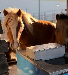 2024 mini pony mare - Photo 4
