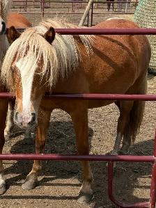 2024 mini pony mare - Photo 5