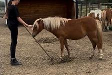2024 mini pony mare - Photo 6