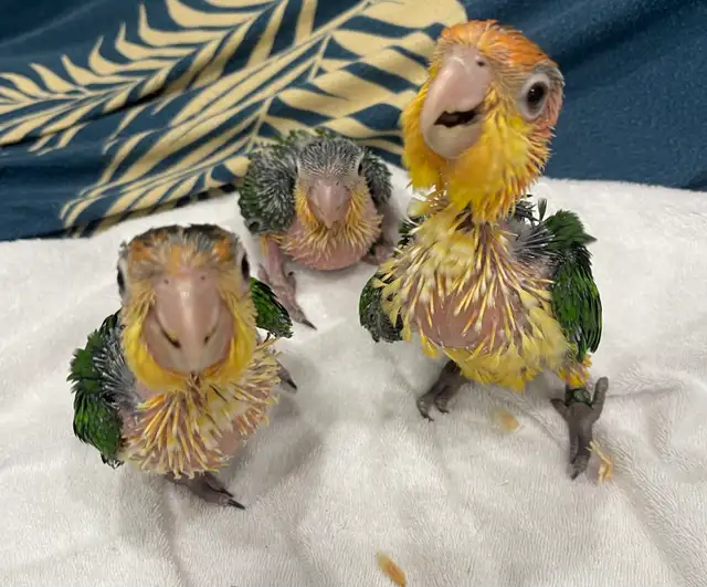 White Belly Caique babies.