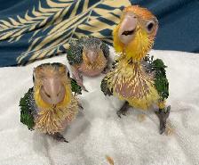 White Belly Caique babies.