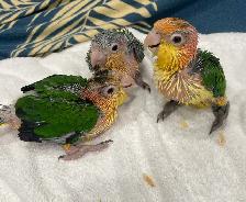 White Belly Caique babies. - Photo 2