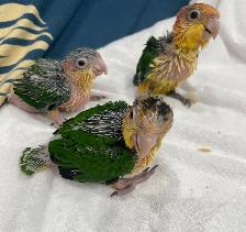 White Belly Caique babies. - Photo 3