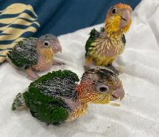 White Belly Caique babies. - Photo 4