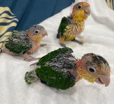 White Belly Caique babies. - Photo 5