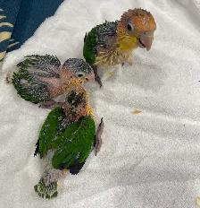 White Belly Caique babies. - Photo 6